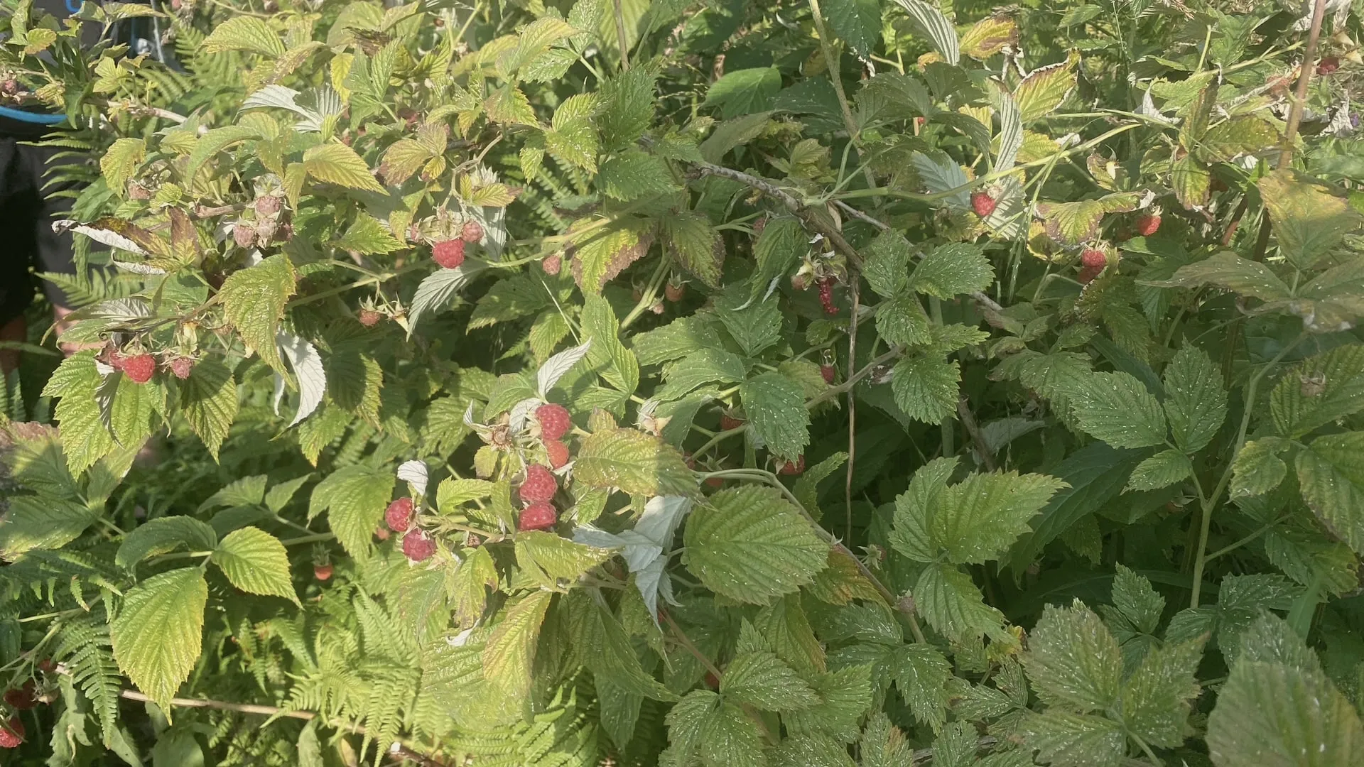 Densos arbustos de frambuesas con frutos maduros junto al sendero