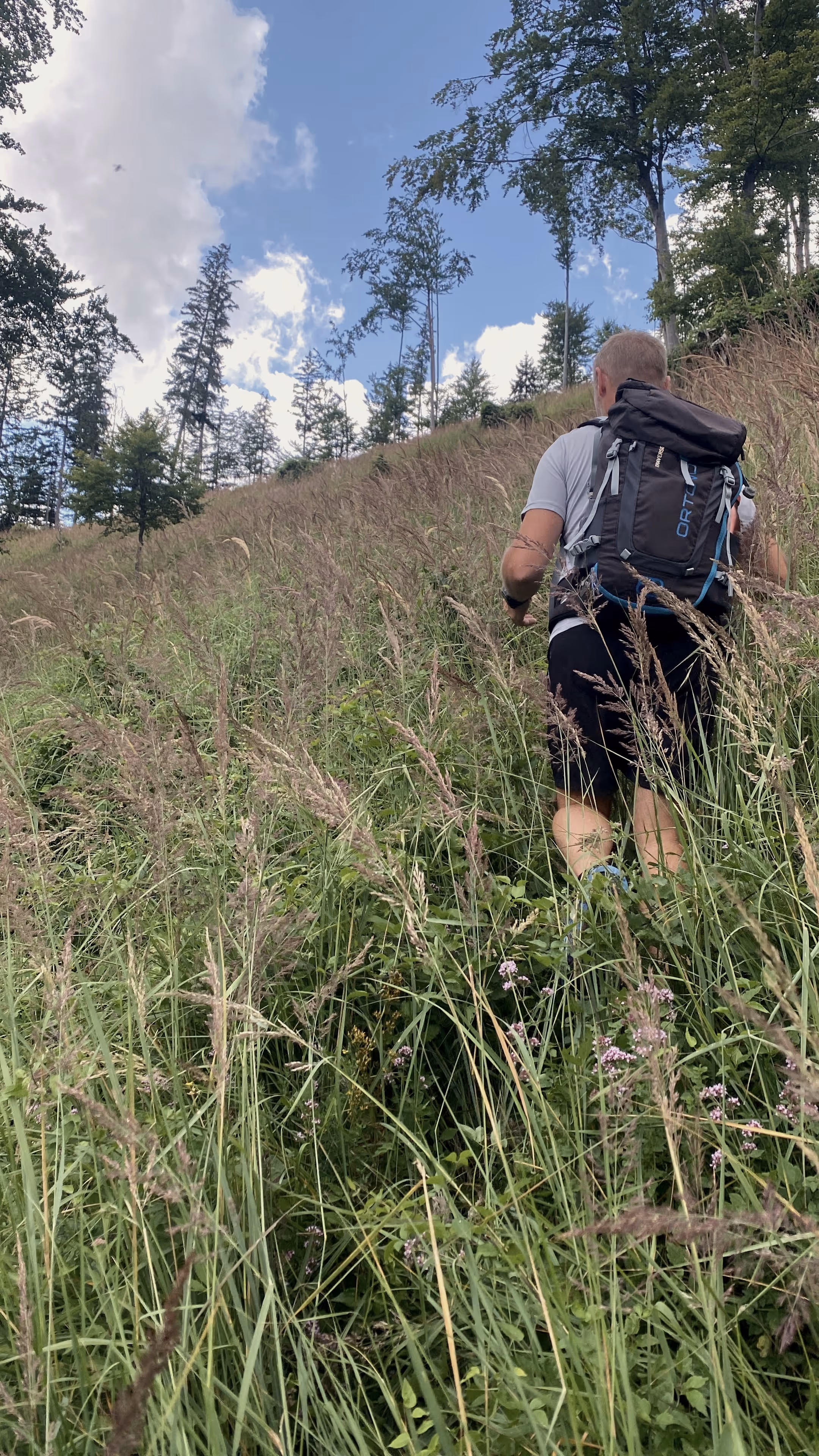 Subiendo entre hierba hasta la cadera, del camino no se distingue nada