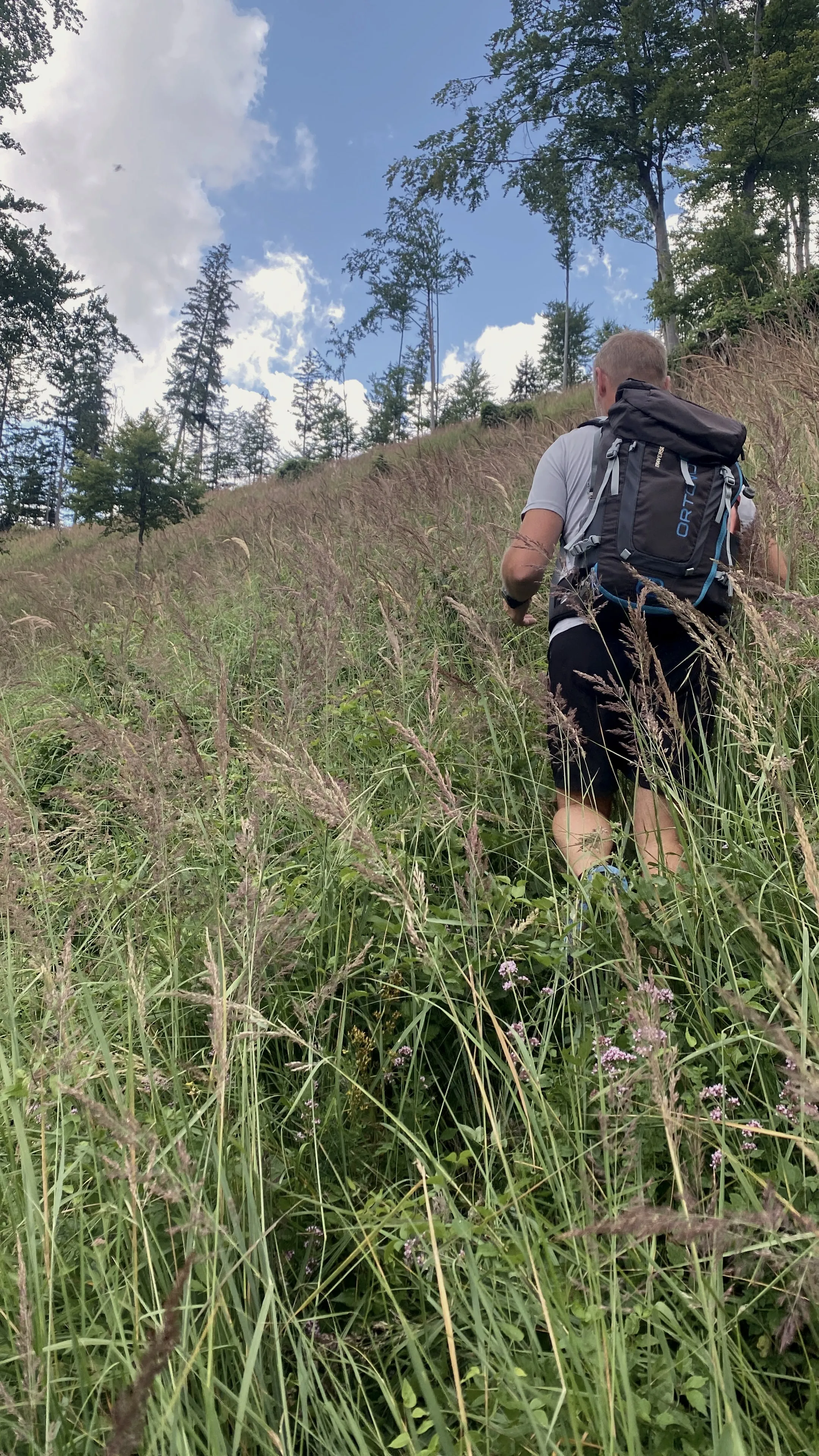 Subiendo entre hierba hasta la cadera, del camino no se distingue nada